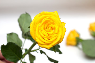 Yellow rose on a white background. A photo.