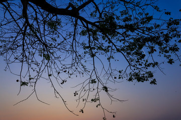 Beautiful silhouette tree branch on sky sunset background.