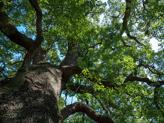 Fototapeta na wymiar 大樹の幹と葉