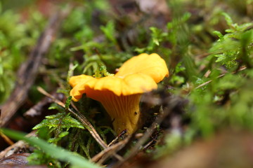 Poisonous mushrooms chanterelle agarics grow from a rotten tree natural background