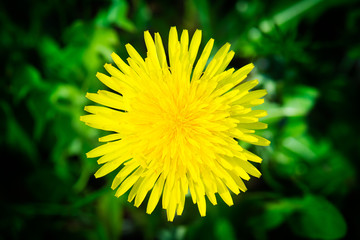 yellow dandelion on green grass background standing under the sun