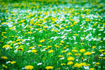 Fototapeta premium field of yellow dandelions and white daisies grow together