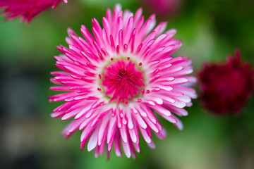 young and beautiful pink daisy