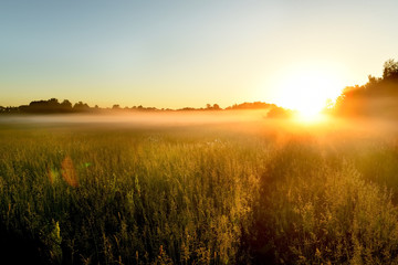 Path in a foggy field with blooming different wildflowers in spring. The sun rising in the fog over...