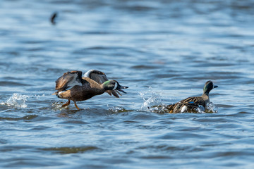 A breeding male Blue-winged Tea (Spatula discorsl charges another in the water.