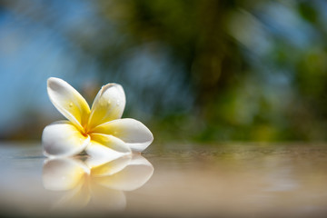 Exotic white frangipani flower on the dark grey stone. Spa, Wellness and harmony symbol