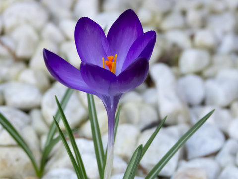 Krokus in Steinbeet