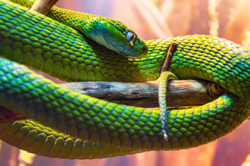 Green poisonous snake sitting on branches in a rainforest, hunting prey.