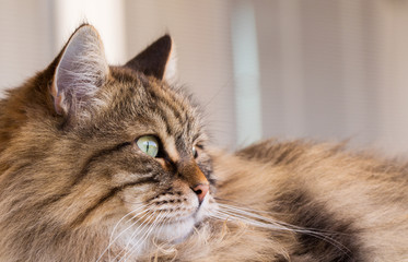 Fototapeta premium Pretty cat face in relax, siberian breed