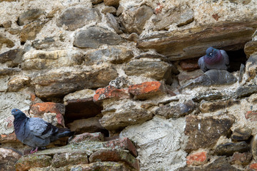  Pigeons at the church castle in Cristian, Romania