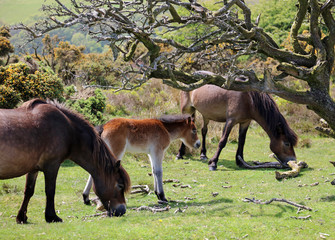 Naklejka na ściany i meble Exmoor ponies on Porlock Hill Somerset