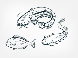 catfish sheatfish set collection japanese chinese oriental vector ink style design elements illustration