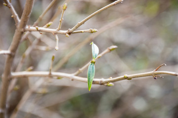 first green young plant in the garden
