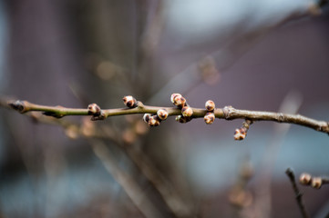 first green young plant in the garden