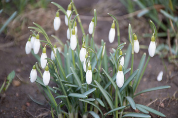 Fototapeta premium first white snowdrops in the garden