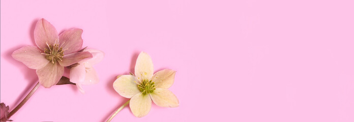 panoramic view of Seamless floral border with Hellebore flowers (Christmas rose) isolated. horizontal pattern on pink background. Beautiful greeting card. Holidays easter concept. Copy space, top view