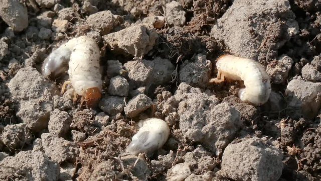 cockchafer grubs (Melolontha melolontha) on garden soil closeup 4k