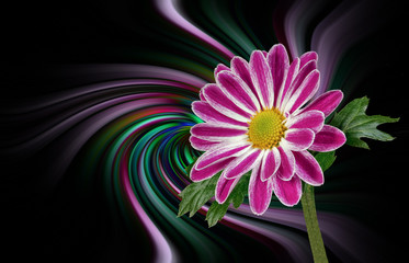 Obraz premium Margerites (Leucanthemum) against an abstract background