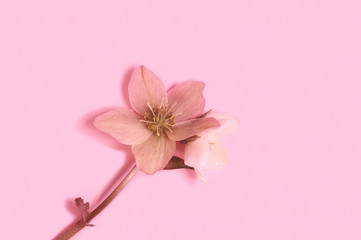 Hellebore flowers (Christmas rose) isolated. horizontal pattern on pink background. Beautiful greeting card. Holidays concept. Copy space, top view