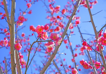 Pink flowers of the ume Japanese apricot tree