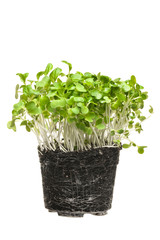 Germinated microgreens isolated on a white background.