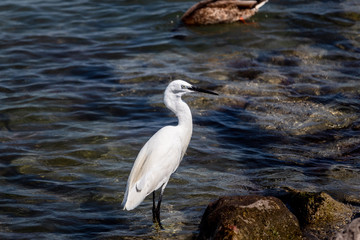 great blue heron in water