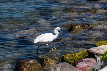 great blue heron