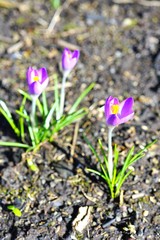 Purple crocus vernus flower peeking through the grass and mulch in early spring