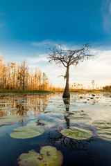 A lone cypress tree stands in a pond of lily pads, Nymphaeaceae sp. at sunset in the Okefenokee swamp of Georgia, USA. - obrazy, fototapety, plakaty