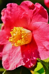 A pink camelia japonica flower in bloom