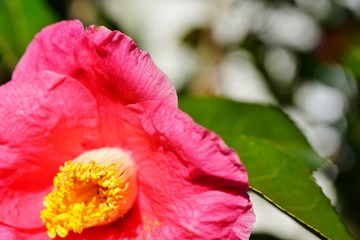A pink camelia japonica flower in bloom
