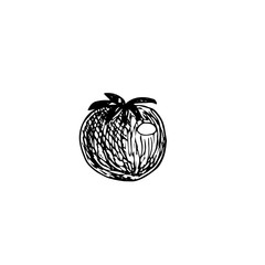 Tomato, vector illustration