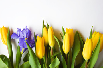 Yellow tulips on a white background. Bouquet of flowers.