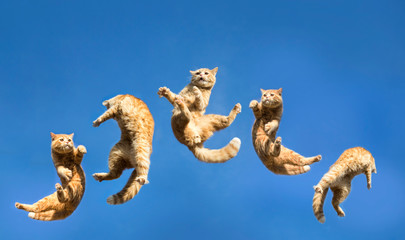 jumping cat shot on clear sky - obrazy, fototapety, plakaty