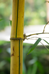 Bamboo in the bamboo forest