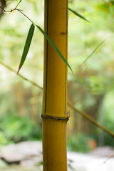 Bamboo in the bamboo forest