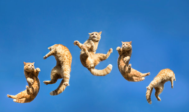jumping cat shot on clear sky