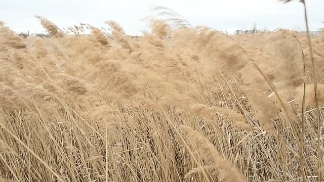 Reed blown by the wind in Vacaresti Natural Park, the first urban natural park in Romania, only 5 km away from the city centre, being also the largest green space in Bucharest.