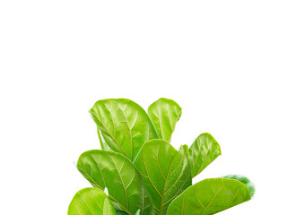 Scandinavian Decor style Plant Green Leaf.Fiddle Leaf Fig Tree.