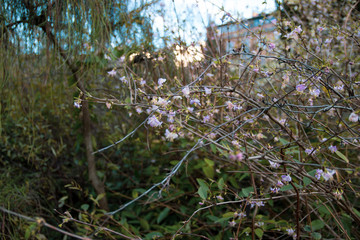 flowers on a tree