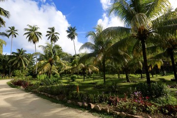 Fototapeta na wymiar Palmeraie de La Digue, Seychelles