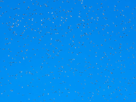 Massive flock of birds flying high above land in a clear blue sky