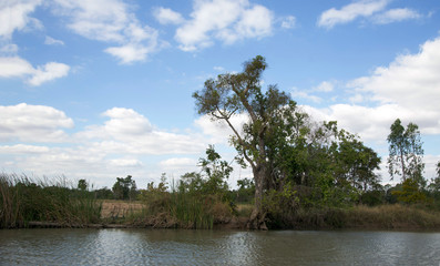 landscape peaceful pond on summer season