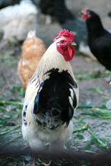 Beautiful rooster in the chicken coop. Domestic bird. Farm