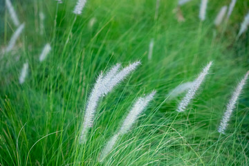 Poaceae grass flower field