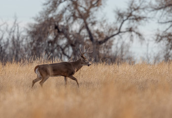 Buck Whitetail Deer in Colorado During the fall Rut