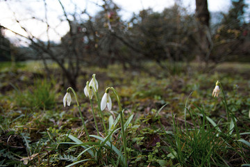 snowdrops in the forest