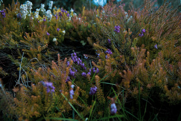 blue flowers in the garden