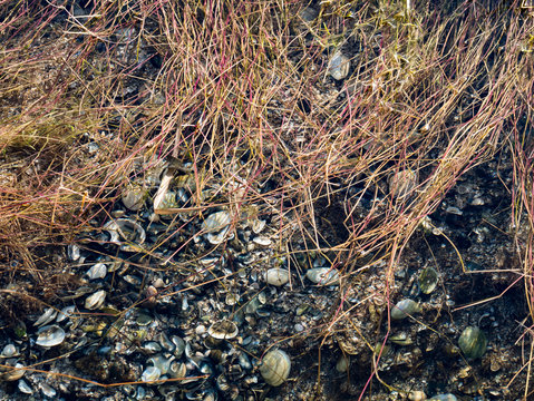 Pebbles submerged in sea water with coastal grass