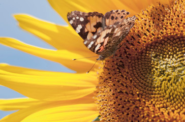 Schmetterling mit Sonnenblume